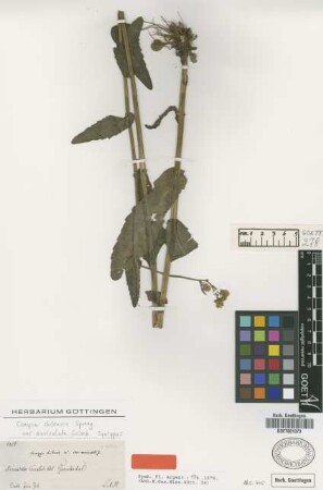 Conyza chilensis Spreng. var. Griseb. auriculata[syntype]