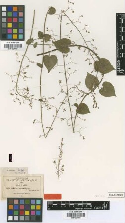 Salvia chalarothyrsa Fernald [isotype]