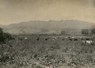 Viehweide bei Ambato
