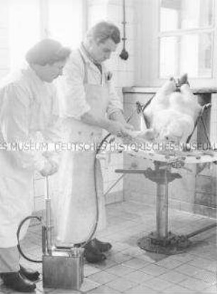 Immunisierung eines Schweins zur Gewinnung von Serum im Forschungsinstitut für Impfstoffe Dessau