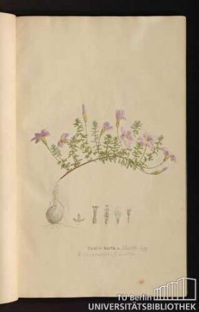 [Tab. 13.] Oxalis hirta, L.