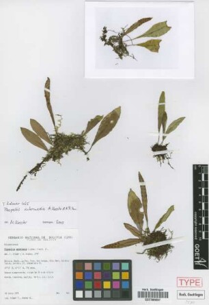 Pleopeltis astrolepis (Liebm.) E.Fourn.
