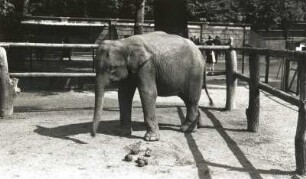 Dresden. Zoologischer Garten. Indischer Elefant "Nanga" (Asiatischer Elefant, Elephas maximus)