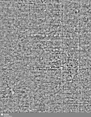 Lilienschild + Buchstaben IESV / Buchstaben LW = S.5/6