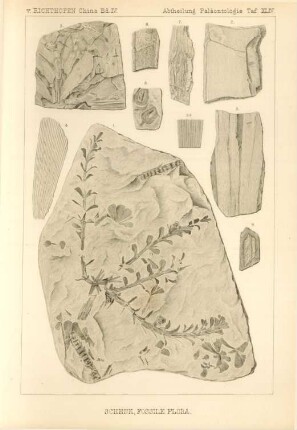 Schenk, Fossile Flora