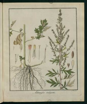 14r, Artemisia vulgaris
