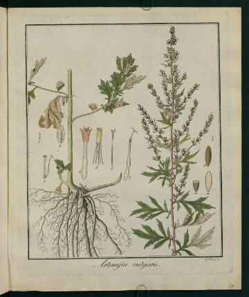 14r, Artemisia vulgaris