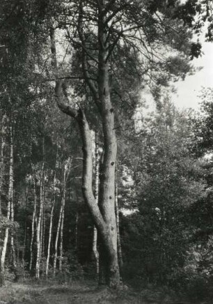 Alte Kiefer im Mischwald