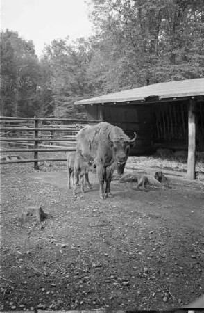 Nachwuchs bei den Wisenten im Tierpark Oberwald