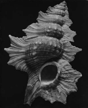 Argobuccinum perca Perr., Philippinen