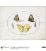 Schmetterlinge, Blatt XIIII