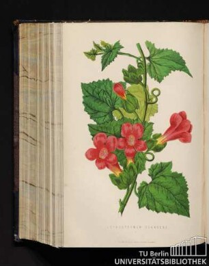 Lophospermum Scandens.