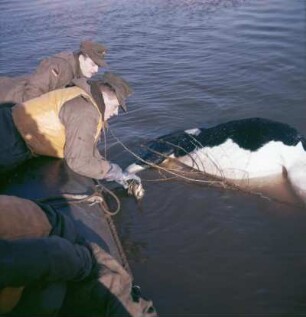 Sturmflut Hamburg 1962. Soldaten der Bundeswehr bergen eine tote Kuh