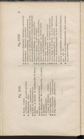 Fig. XXII., Fig. XXIII.