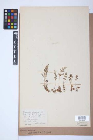 Anogramma leptophylla (L.) Link, 1841