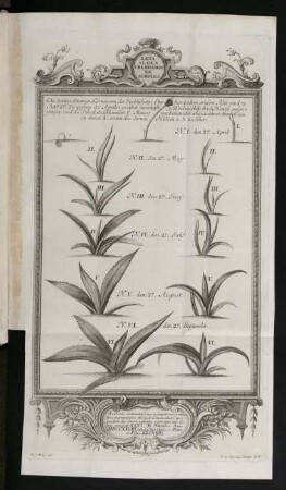 Læta Aloes Eberhardinæ Soboles. [...] [Kupferstich]
