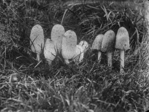Schopf-Tintling : Schopf-Tintling (Coprinus comatus Persoon)