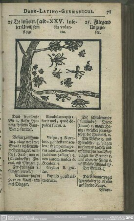 XXV. Insecta volantia