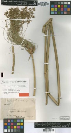 Cyperus imerinensis Boeckeler [isotype]