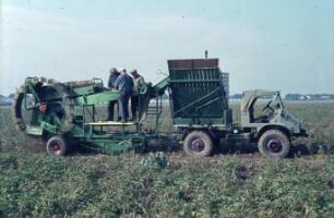 Fotografie: Kartoffel, Erntetechnik, Kartoffelsammelroder, Arbeitsplatz, Handarbeit