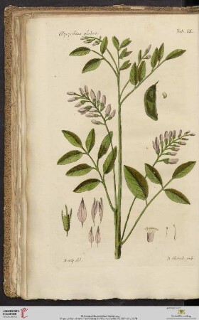 Glycyrrhiza glabra Tab. IX