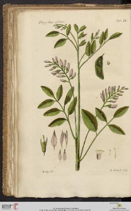 Glycyrrhiza glabra Tab. IX