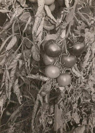 Tomate (Solanum lycopersicum) in Frucht
