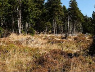 Hochmoorgebiet unterhalb des Brockens im Nationalpark Hochharz in ca, 1100 m Höhe