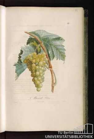 Pl. XX. Muscat Blanc.