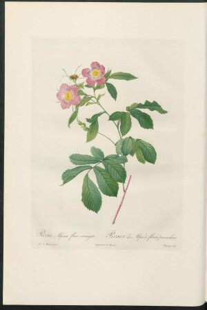 Rosa Alpina flore variegato. Rosier des Alpes à fleurs panacheés. Chapuy sculp.