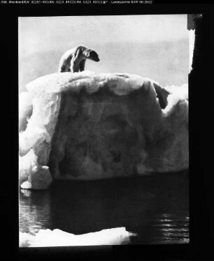 Arktis, Eisbär in der Arktis