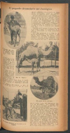 El pequeño dromedario del Zoológico