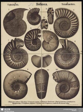 Tafel 25: Mollusca : Cephalopoda : Tetrabranchiata