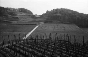 Bickensohl: Umgelegte Weinberge mit Blick auf Achkarren