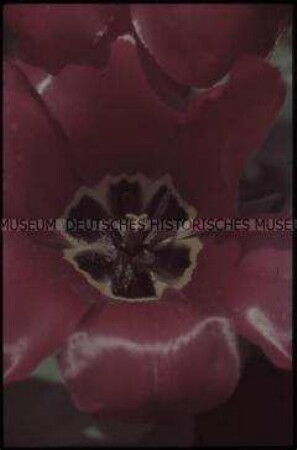 Reichsgartenschau in Stuttgart - Tulpe