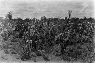 Blühende Pflanzen (Nordrhodesien-Aufenthalt 1930-1933 - Betchuanaland)