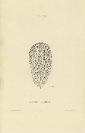 Plate LXXII. Scale of Beckia argentea.