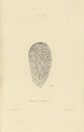 Plate LXXII. Scale of Beckia argentea.