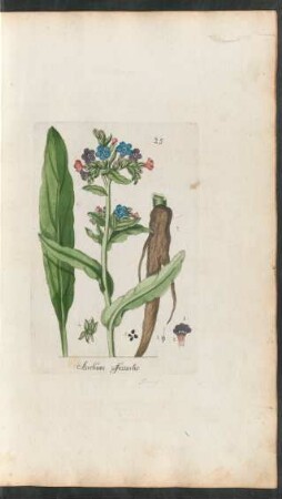 25. Anchusa officinalis