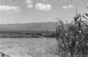 In der Ebene von Cobbo : Blick in eine ebene Savannenlandschaft mit Durrah-Feld