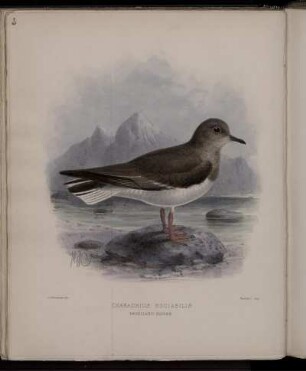 Charadrius Sociabilis.