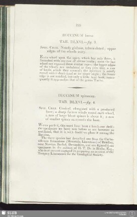 Buccinum spinosum. Tab. DLXVI.—fig. 4