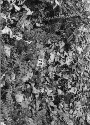 Grabstein 79 (Index: 100091049) Maße HxBxT: 150x84x15 cm: Grabstein 79