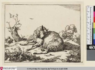 [Un mouton couché, dirige vers la gauche, et retournant sa tête sur son épaule, pour se gratter; Liegendes Schaf sich mit nach links gewendetem Kopf kratzend]