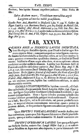 Tab. XXXVI.