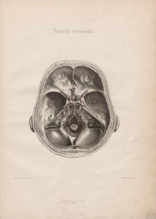Situs et decursus nervorum cerebri intra cranium