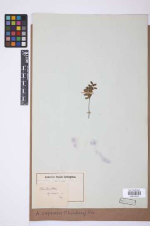 Adiantopsis capensis (Thunb.) Fée
