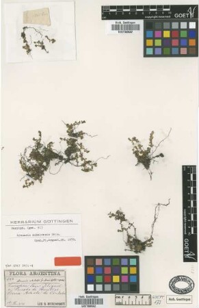 Arenaria achalensis Griseb. [type]