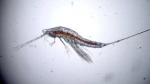 Macrosetella gracilis, Lanzarote 2022