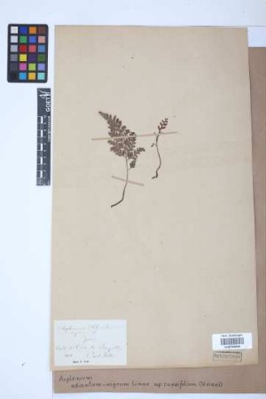 Asplenium adiantum-nigrum subsp. cuneifolium (Viv.) Asch.